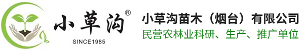 苹果苗