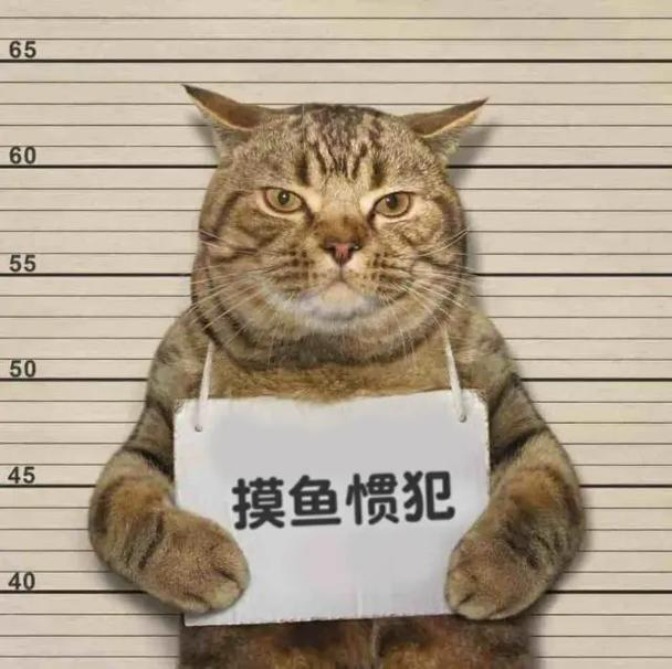 摸鱼惯犯