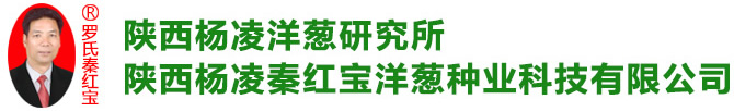洋葱种子